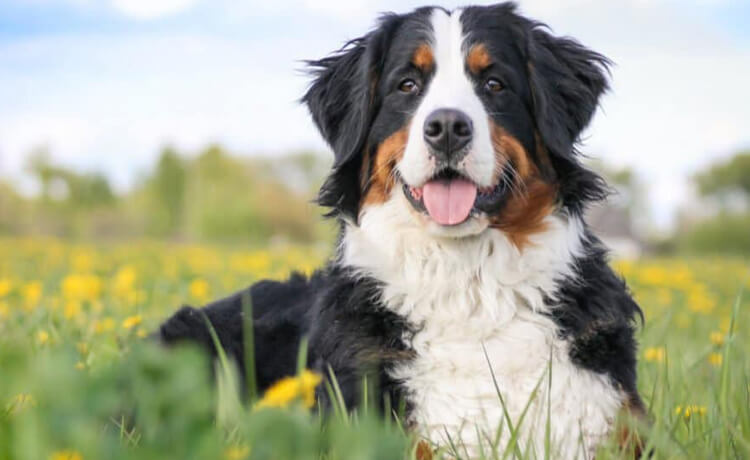 Bernese Mountain Dog